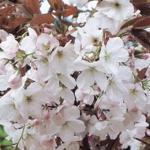 Prunus Chocolate Ice Tree - Large White Flowers, Copper Brown Foliage, Hardy, Ornamental (5-6ft)