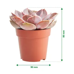 Verve Succulent & Cactus in Terracotta Plastic Grow pot 9cm