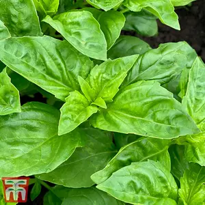 Herb Basil Devotion 1 Seed Packet (100 Seeds)