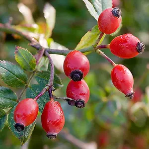 Dog Rose Hedge Rosa canina Set of 25 Bare Root Hedges, 90-120cm tall