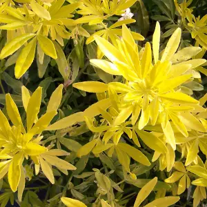 Choisya Goldfinger - Golden Coloured Foliage, Evergreen Shrub, Hardy (20-30cm Height Including Pot)