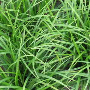 Carex JS Greenwell - Ornamental Grass, Compact Size, Evergreen (15-30cm Height Including Pot)