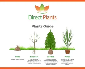 Direct Plants Carpinus Betulus Hornbeam Hedging Plants 3-4ft Pack of 25 Trees