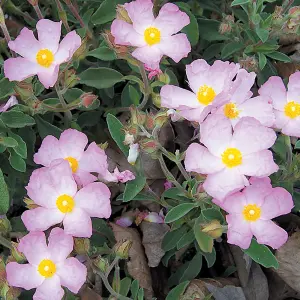 Cistus Silver Pink - Evergreen, Pink, White and Yellow Flowers, Compact Size (20-30cm Height Including Pot)