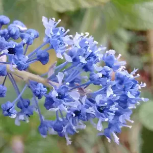 Ceanothus Blue Sapphire - Blue Flowers, Evergreen, California Lilac, Hardy (20-30cm Height Including Pot)