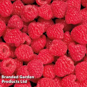 Grow Your Own Fruit  Raspberry Glen Ample (4 Canes) 3 Litre Pot x 2