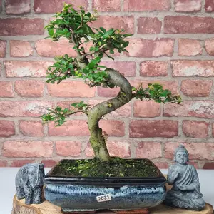 Chinese Elm (Ulmus Parvifolia) Bonsai Tree - Shaped - In 20cm Pot