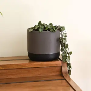 String of Hearts -  10cm Potted Plant x 1 + Black-Grey Ceramic Pot x 1