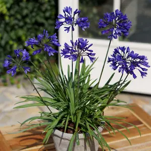 Agapanthus Brilliant Blue 3 Litre Potted Plant x 1