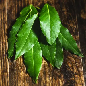 Laurus nobilis, Bay Tree, Large Plant in a 12cm Pot, Cooking Bay Leaf Tree Herb