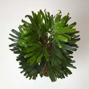 Homescapes Artificial Rhapis Excelsa Palm Tree, 120 cm Tall