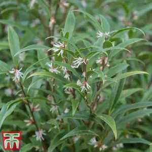 Sarcococca Hookeriana Digyna. 2 Litre Potted Plant x 2