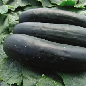 Cucumber Jogger F1 Hybrid 1 Seed Packet (12 Seeds)