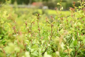 Hedges Direct Hawthorn 60cm Height Native Hedge Plant