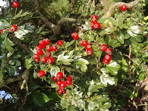 25 Mixed Native Wildlife Hedging Plants For 5 m / 16ft, 5 Native Varieties 3FATPIGS