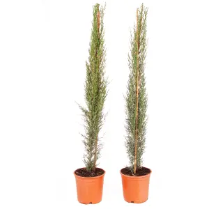 Pair of Italian Cypress Trees, 1.2 - 1.4m Tall in 20cm Pots Ornamental Evergreen Trees