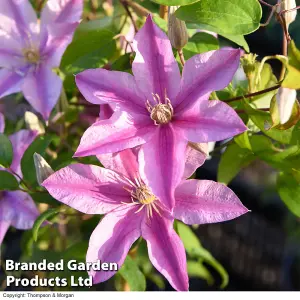 Clematis Sally 3 Litre Potted Plant x 1