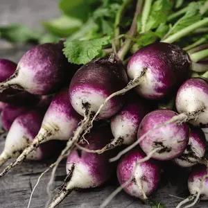 Radish Diana 1 Seed Packet (350 Seeds)