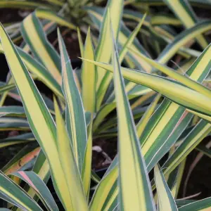 Yucca Colour Guard Garden Plant - Striking Yellow and Green Foliage, Compact Size (20-30cm Height Including Pot)