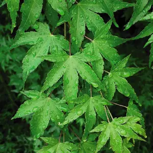 Acer Palmatum Going Green 13cm Potted Plant x 1