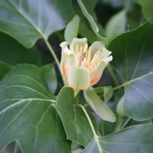 Fastigiatum Tulip Tree Ornamental Liriodendron Tulipifera 12L Pot 1m - 1.25m