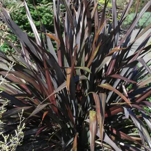 Phormium Platts Black Garden Plant - Striking Dark Foliage, Compact Size, Hardy (15-30cm Height Including Pot)