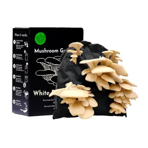 White Elm Oyster Mushroom Growing Kit Gift Option