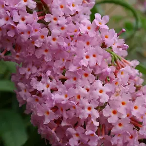 Buddleia Pink Delight Garden Plant - Fragrant Pink Blooms, Attracts Butterflies (15-30cm Height Including Pot)