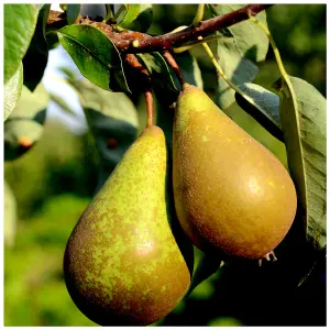 Doyenne Du Comice Pear Tree, 5-6ft Tall, Dessert Pear With Fine Flavour