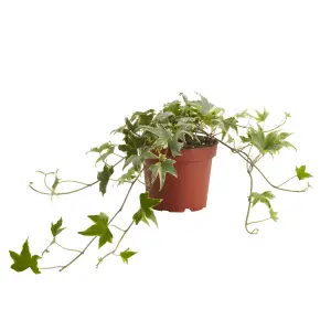 Verve Trailing Ivy in Terracotta Plastic Grow pot 12cm