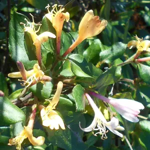 Lonicera Henryi Garden Plant - Climbing Vine, Compact Size (30-40cm Height Including Pot)