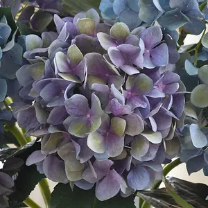 Bloom Artificial Single Charlotte Mauve Hydrangea Stem 65cm - Faux Silk Flowers, Fake Foliage Stems, Indoor Home Decorations