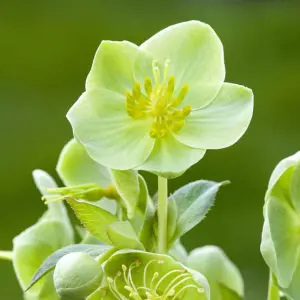 1 x Helleborus White Marble Christmas Rose Plant in 9cm Pot - Autumn Winter Flowering Outdoor Garden Perennial Ready to Plant