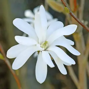 Magnolia Stellata 3 Litre Potted Plant x 1