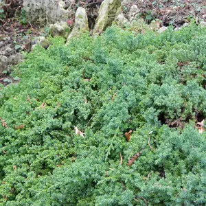 Juniperus Nana Garden Plant - Compact Evergreen, Low Maintenance (10-20cm Height Including Pot)