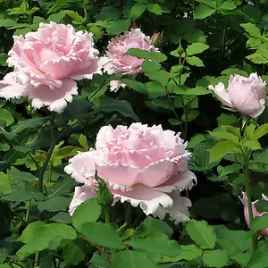 Rose 'King Charles Coronation' in a 4L Pot Supplied as 1 x Established Pink Rose Bush in a 4L Pot