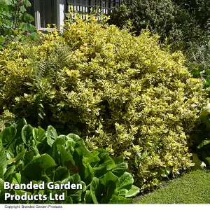 Euonymus japonicus Ovatus Aureus 9cm Potted Plant x 1