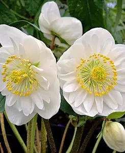 Helleborus Snowdrift - 3 Christmas rose plants in 9cm pots