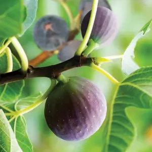 Fig Tree 'Brown Turkey' Standard 70-100cm Tall in a 3L Pot - Hardy Fruit Plant for UK Gardens - Perfect as Patio Plant