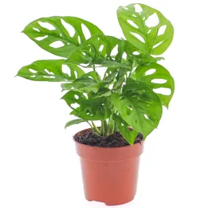 Monstera Obliqua - Rare and Exquisite Airy Foliage (12cm, 20-30cm)