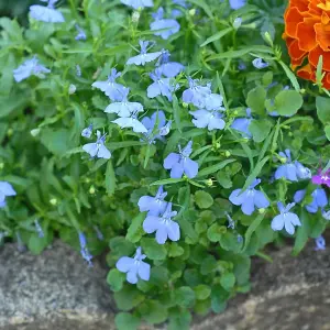 Lobelia Cambridge Blue 1 Packet (1000 Seeds)