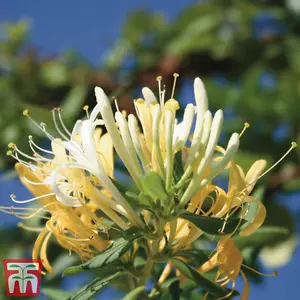 Lonicera (Honeysuckle) japonica Halliana 2 Litre Potted  Plant x 1