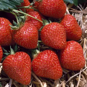 Strawberry Flamenco - Outdoor Fruit Plants for Gardens, Pots, Containers (9cm Pots, 10 Pack)