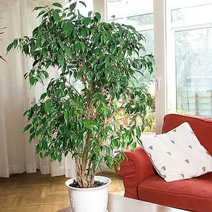 House Plant, Weeping Fig, Ficus benjamanica Exotica, 21cm Pot 90cm Tall, Large Bush