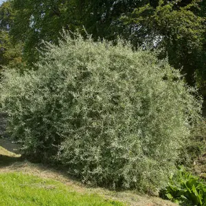 Mature Fruit Tree - Weeping Silver Pear