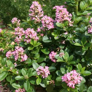 Escallonia Pink Elle Garden Shrub - Pink Flowers, Compact Size, Attracts Pollinators (20-30cm Height Including Pot)