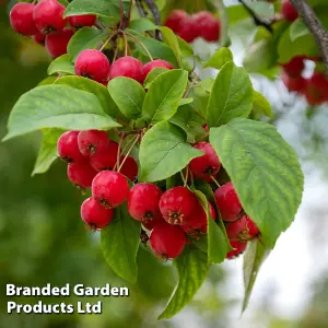 Grow Your Own Fruit  Malus (Crab Apple) Sun Rival (MM106) 1 Bare Root