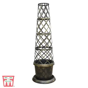 Clematis Winter Beauty 1 x Potted Plant + Trellis Tower Patio Pot (Black/Gold) - Winter Flowering - Ideal For Patios