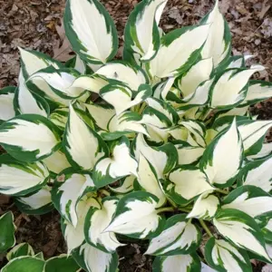 Hosta Fire and Ice Garden Plant - Variegated Foliage, Purple Flowers (10-20cm Height Including Pot)