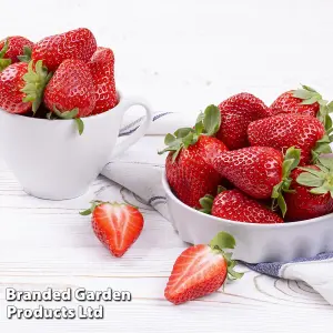 Strawberry (Fragaria) Marshmello 6 Bare Roots - Outdoor Fruit Plants for Gardens, Pots, Containers